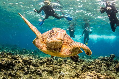 Great Barrier Reef Diving And Snorkeling Cruise From Cairns - Accommodation Sunshine Coast 3