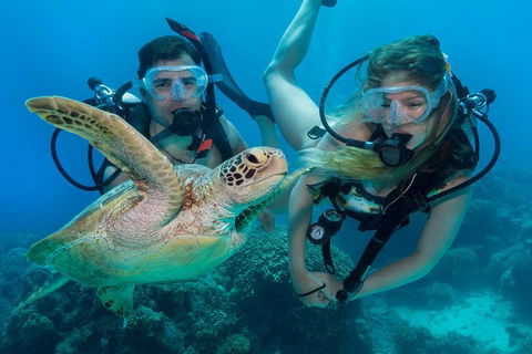 Great Barrier Reef Diving And Snorkeling Cruise From Cairns - Accommodation Sunshine Coast 4