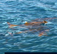 Roebuck Bay Snubfin Dolphin Cruise - Accommodation Sunshine Coast