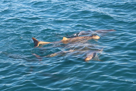 Roebuck Bay Snubfin Dolphin Cruise - Accommodation Sunshine Coast 0