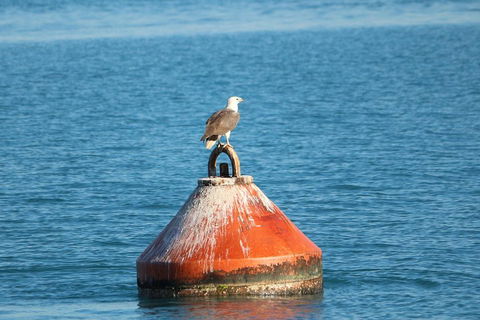 Roebuck Bay Snubfin Dolphin Cruise - Accommodation Sunshine Coast 1