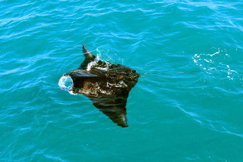Roebuck Bay Snubfin Dolphin Cruise - Accommodation Sunshine Coast 5
