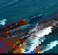 AOC Whale Watching from Broome - Accommodation Sunshine Coast