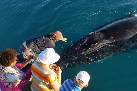 AOC Whale Watching From Broome - Accommodation Sunshine Coast 0