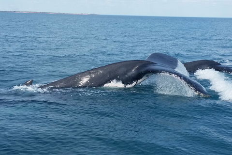 AOC Whale Watching From Broome - Accommodation Sunshine Coast 1