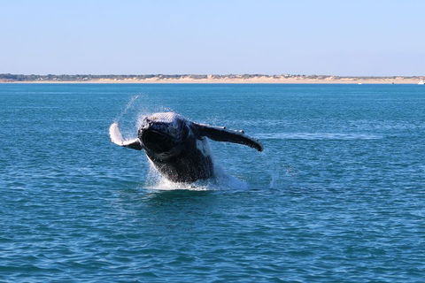 AOC Whale Watching From Broome - Accommodation Sunshine Coast 2