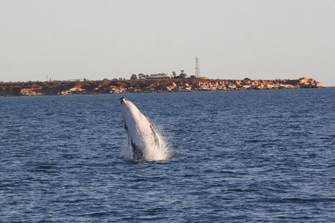 AOC Whale Watching From Broome - Accommodation Sunshine Coast 3