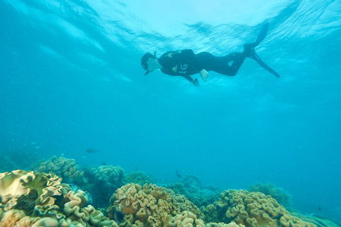 Ocean Freedom Great Barrier Reef Personal Luxury Snorkel & Dive Cruise, Cairns - Accommodation Sunshine Coast 5