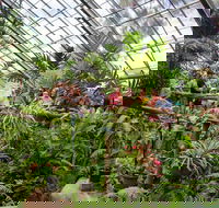 Australian Butterfly Sanctuary - Accommodation Sunshine Coast