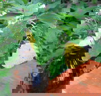 Australian Butterfly Sanctuary- Virtual Interactive Tour With Private Guide - Accommodation Sunshine Coast