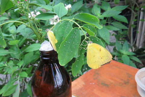 Australian Butterfly Sanctuary- Virtual Interactive Tour With Private Guide - Accommodation Sunshine Coast 0