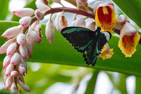 Australian Butterfly Sanctuary- Virtual Interactive Tour With Private Guide - Accommodation Sunshine Coast 2