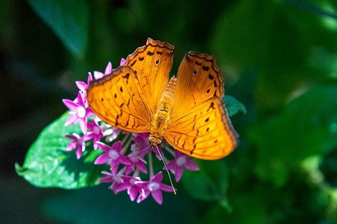 Australian Butterfly Sanctuary- Virtual Interactive Tour With Private Guide - Accommodation Sunshine Coast 3