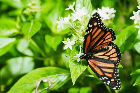Australian Butterfly Sanctuary- Virtual Interactive Tour With Private Guide - Accommodation Sunshine Coast 4