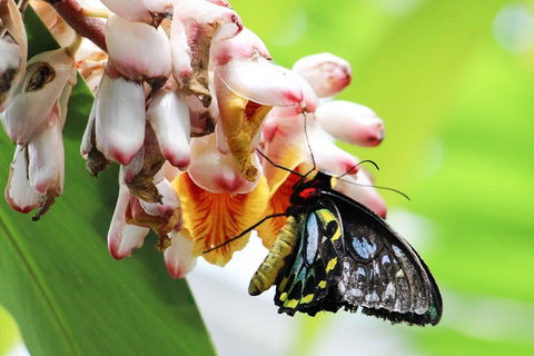 Australian Butterfly Sanctuary- Virtual Interactive Tour With Private Guide - Accommodation Sunshine Coast 5