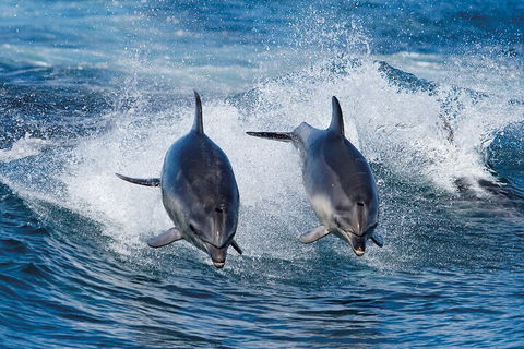 Full-Day Bruny Island Cruises Day Tour From Hobart - Accommodation Sunshine Coast 5