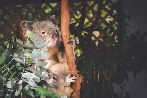 Small-Group Blue Mountains Day Trip From Sydney With Wildlife Park - Accommodation Sunshine Coast 2