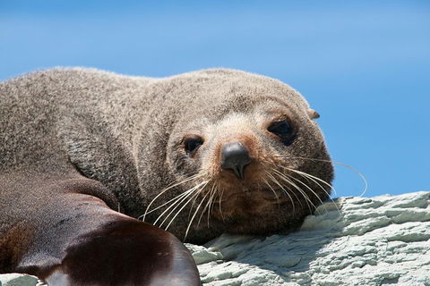 Kangaroo Island 75-Minute Ocean Safari - Accommodation Sunshine Coast 1