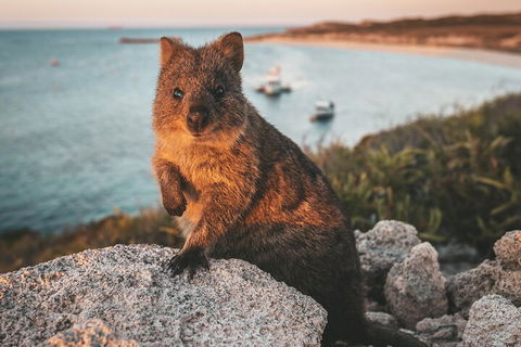Rottnest Island Roundtrip Fast Ferry From Hillarys Boat Harbour - Accommodation Sunshine Coast 5