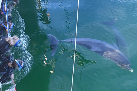Dolphin Cruise From Adelaide With Optional Dolphin Swim - Accommodation Sunshine Coast 0
