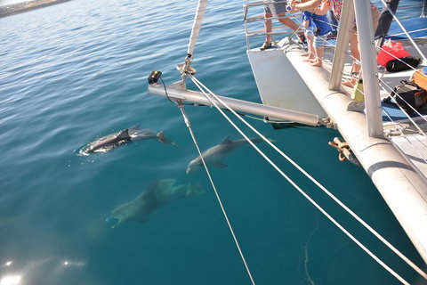 Dolphin Cruise From Adelaide With Optional Dolphin Swim - Accommodation Sunshine Coast 1