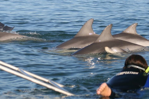 Dolphin Cruise From Adelaide With Optional Dolphin Swim - Accommodation Sunshine Coast 2