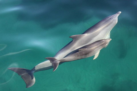 Dolphin Cruise From Adelaide With Optional Dolphin Swim - Accommodation Sunshine Coast 4
