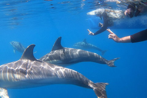 Dolphin Cruise From Adelaide With Optional Dolphin Swim - Accommodation Sunshine Coast 5