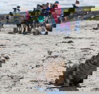 Kangaroo Island in a Day Tour from Adelaide - Accommodation Sunshine Coast