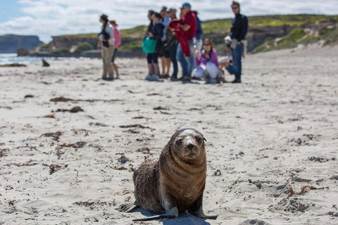 Kangaroo Island In A Day Tour From Adelaide - Accommodation Sunshine Coast 0