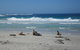 Kangaroo Island In A Day Tour From Adelaide - thumb 1