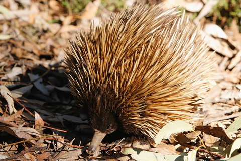 Kangaroo Island In A Day Tour From Adelaide - Accommodation Sunshine Coast 2