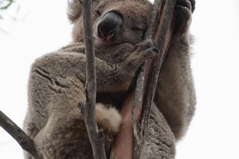 2-Day Kangaroo Island 4WD Small-Group Tour From Adelaide - Accommodation Sunshine Coast 0