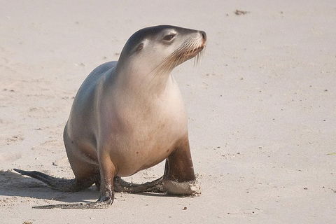 2-Day Kangaroo Island 4WD Small-Group Tour From Adelaide - Accommodation Sunshine Coast 4