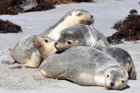 Small-Group Kangaroo Island 4WD Tour From Adelaide - Accommodation Sunshine Coast 1
