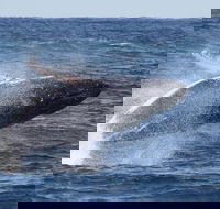 Whale Watching by Sea World Cruises - Accommodation Sunshine Coast