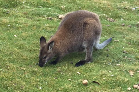 Cradle Mountain Day Tour From Launceston Including Lunch - Accommodation Sunshine Coast 5