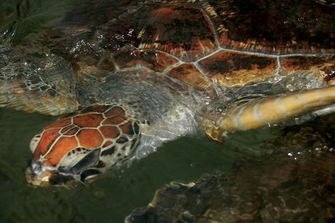 Cape Leveque 4WD Tour From Broome With Optional Return Flight - Accommodation Sunshine Coast 2
