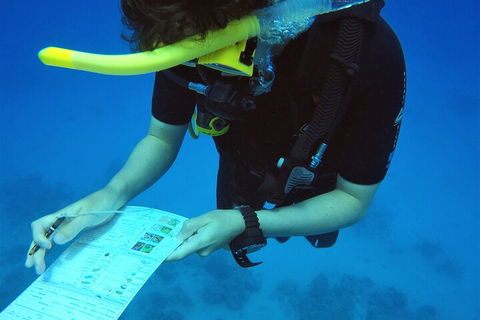 12-Day Great Barrier Reef Marine Conservation Program From Cairns - Accommodation Sunshine Coast 2