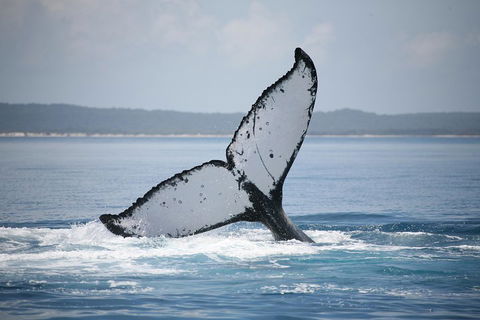 Hervey Bay Whale Watching Cruise - Accommodation Sunshine Coast 0