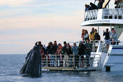 Hervey Bay Whale Watching Cruise - Accommodation Sunshine Coast 1