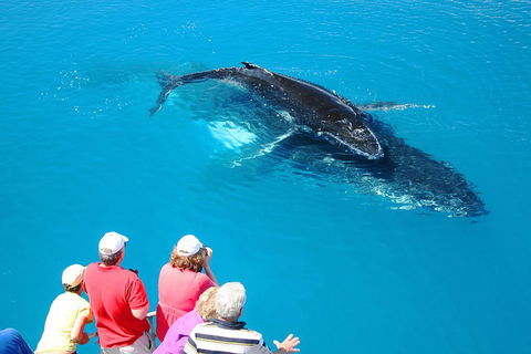 Hervey Bay Whale Watching Cruise - Accommodation Sunshine Coast 2