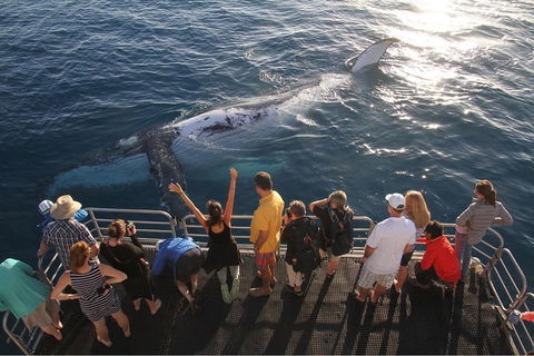 Hervey Bay Whale Watching Cruise - Accommodation Sunshine Coast 4