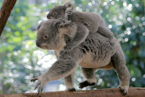 Lone Pine Koala Sanctuary Admission With Brisbane River Cruise - Accommodation Sunshine Coast 0