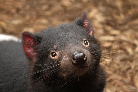 Day Tour In Mt. Field, Mt. Wellington, Bonorong Wildlife Sanctuary And Richmond - Accommodation Sunshine Coast 4