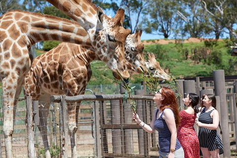 Slumber Safari At Werribee Open Range Zoo - Accommodation Sunshine Coast 3