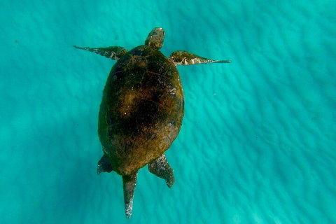 2-Day Moreton Island Tour From Brisbane Or Gold Coast With Optional Nighttime Kayaking - Accommodation Sunshine Coast 5