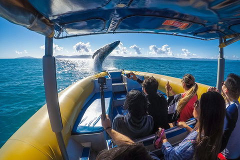 Ocean Rafting Tour To Whitehaven Beach, Hill Inlet Lookout & Top Snorkel Spots - Accommodation Sunshine Coast 4