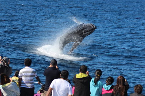 Tangalooma Island Resort Whale Watching Day Cruise - Accommodation Sunshine Coast 0