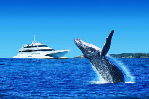 Tangalooma Island Resort Whale Watching Day Cruise - Accommodation Sunshine Coast 1